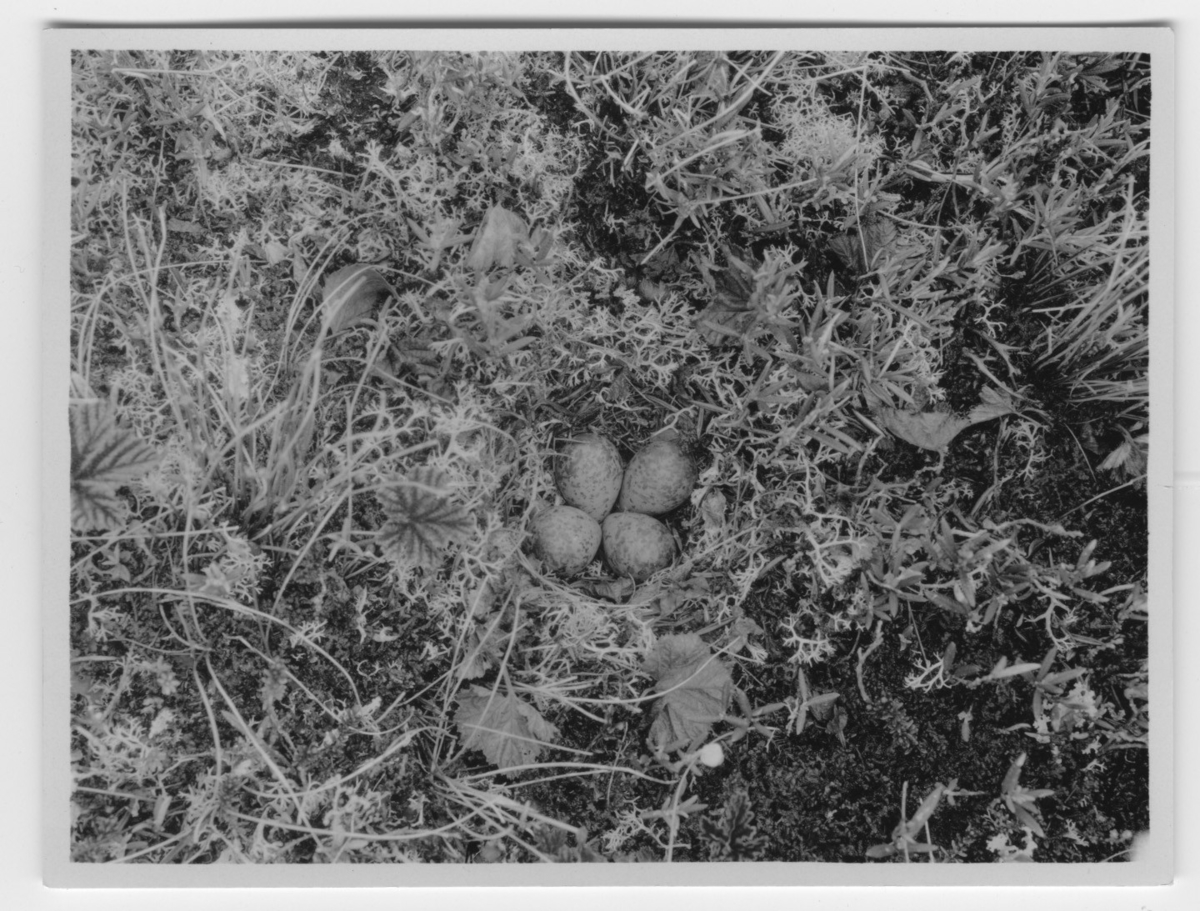'Bo med 4 st ägg av mosnäppa, omgivet av lavor. Närbild. ::  :: Ingår i serie med fotonr. 2116- 2160.'