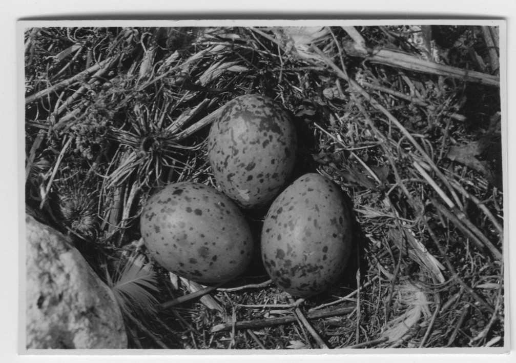 'Bo med 3 fläckiga ägg av silltrut. Närbild. ::  :: Ingår i serie med fotonr. 2462-2487.'