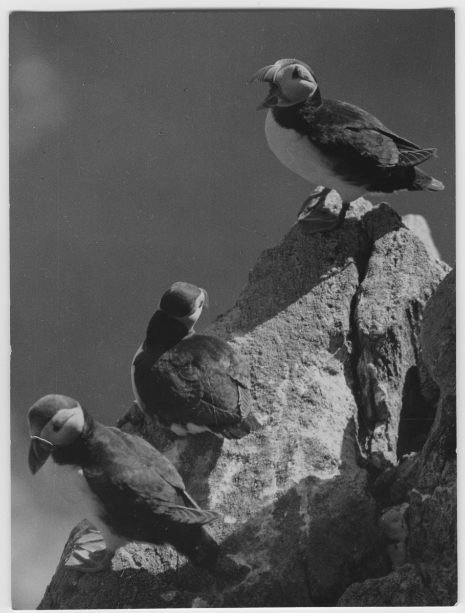 'Lunnefåglar, närbild på 3 fåglar på en klippa. ::  :: Ingår i serie med fotonr. 3382-3407.'