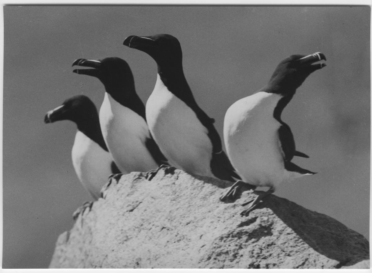 'Tordmular, 4 fåglar i närbild. ::  :: Ingår i serie med fotonr. 3382-3407.'