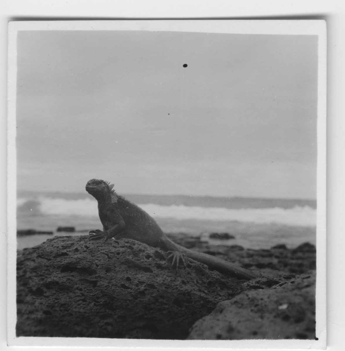 'Havsödla på sten vid strand, närbild. ::  :: Se serie med fotonr. 3779-3822.'