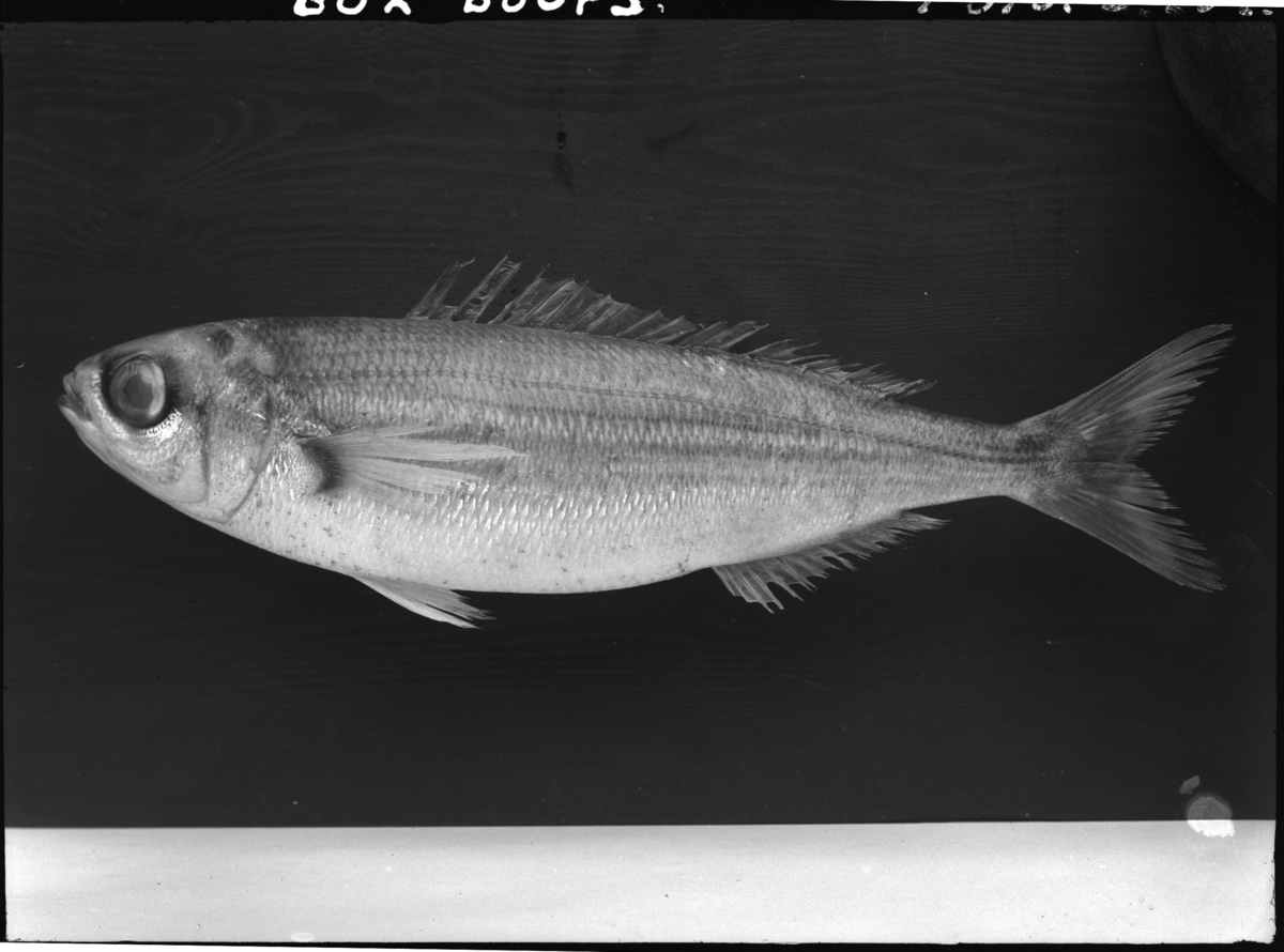 'Oxögonfisk, tagen 3 dist.min. väster om Hamneskär. Fynddatum: 1931-11-30. ::  :: Denna bild är med i Göteborgs Naturhistoriska Museums Årstryck 1932 s. 38. Se även fotonr. 2030.'