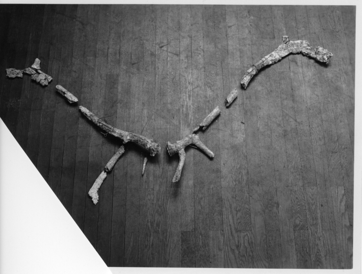Nära fullständig subfossil hornkrona. Horndelarna utlagda på golvet. Fynddatum: 1940-05-25.