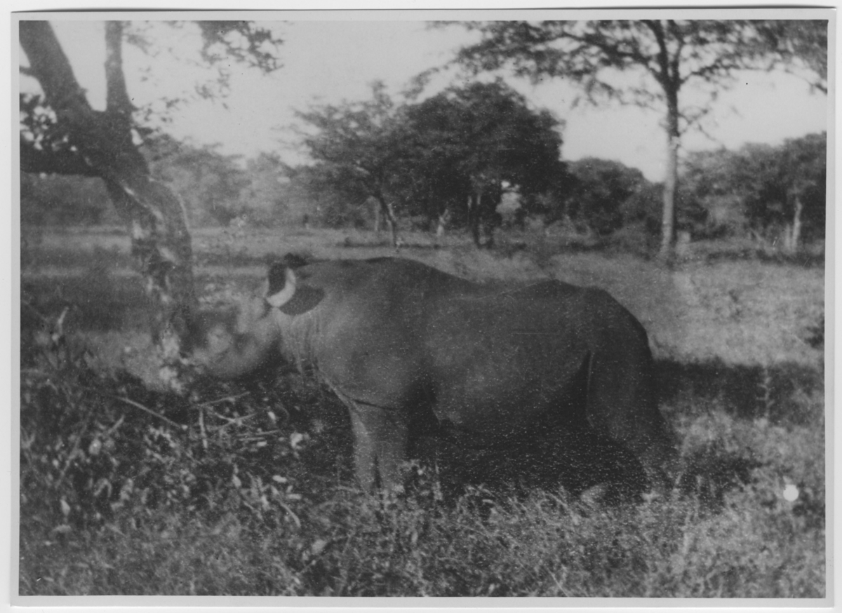 'Noshörning vid träd. Se även fotonr 4338 på samma noshörning. ::  :: Ingår i serie med fotonr. 4337-4348.'
