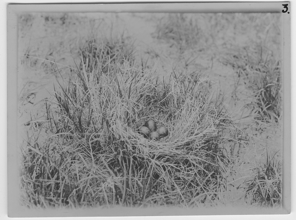'Brushane, närbild på bo med 4 ägg vid stranden, i högt gräs. ::  :: Ingår i serie med fotonr. 450-467.'