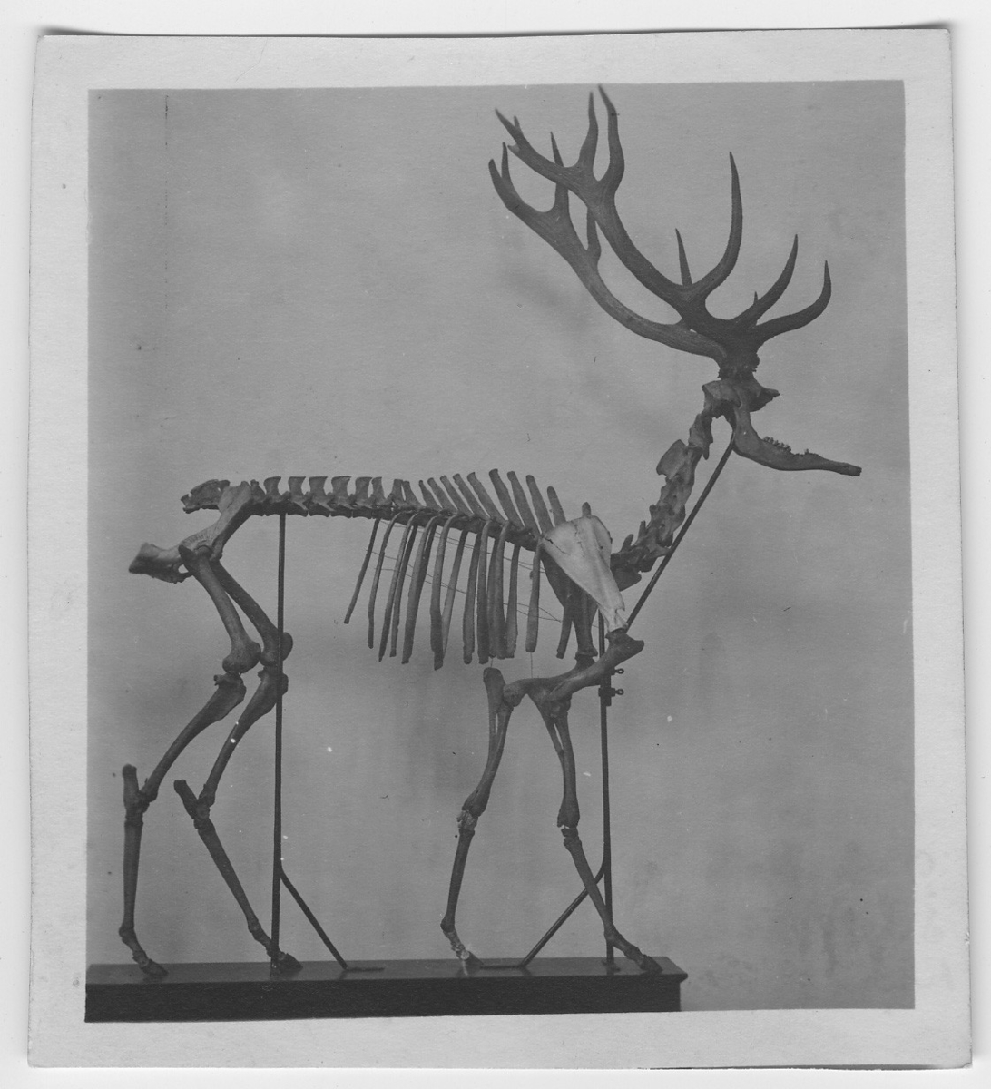 Kronhjort, monterat skelett, subfossilt. Origininalet finns i Lunds Zoologiska Museum. Fynddatum 1916-03-18.