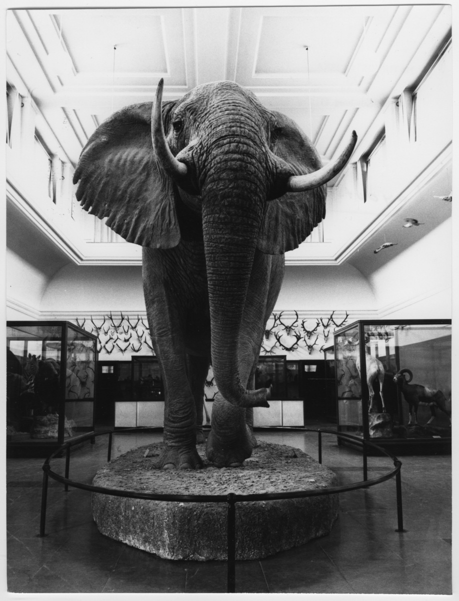 'Bilder från Göteborgs Naturhistoriska museum tagna som övningsuppgift av fotografer på Göteborgs Stads yrkesskolor: ::  :: Elefanten sedd framifrån, däggdjurssalen. ::  :: Ingår i serie med fotonr. 6953:1-53.'