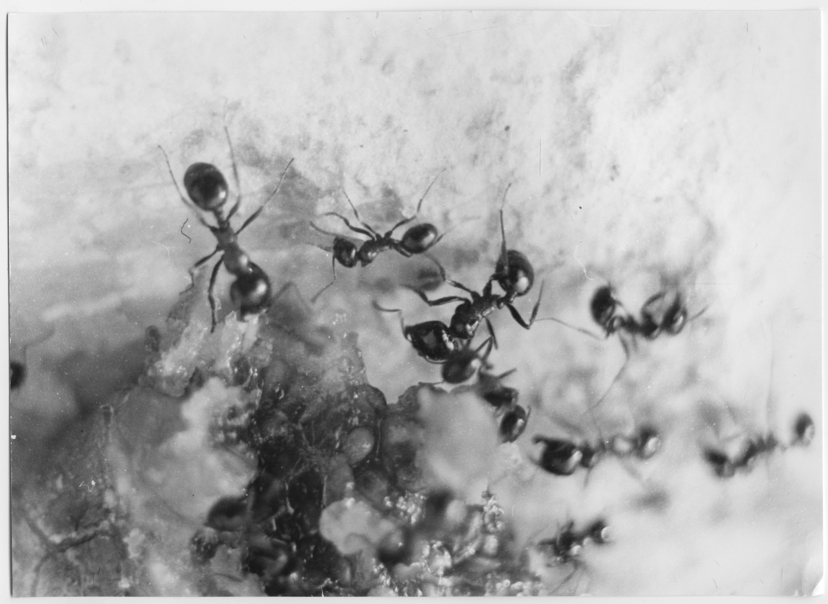 'Större och mindre myror äter på ett fikon. ::  :: Text till bilden: ''Jag hade lagt ut några fikon till tork, kanske 20 meter från stranden. Efter några timmar hade diverse flygande kryp hittat hit, samt mängder av stora svarta myror. Ungefär så stora som svenska hästmyror. Individstorleken växlade betydligt. De större myrorna hade soldatkaraktär så att säga, deras opropotionella huvuden var utrustade med enorma bitverktyg. Myrorna bet inte sönder fruktköttet istället delade de fikonet genom att  dra ut cellerna en efter en. Först bet de ett snitt runt cellens cirkelformiga ytteryta, sedan tog de tag med käkarna och segdrog tills fiberna lossnade och åkte ut. Därefter satte sig myran på baken, vek in bakkroppen och ställde sig i krum och i denna ställning arbetade den samman de sega och smetiga fruktfiberna till en kulformad klump som den drog iväg med. Jag tog inte reda på vad de sedan gjorde. Bör ha haft underjordiskt bo. Terrängen runtom var trädlös. ::  :: Ingår i serie med fotonr. 6989:1-9.'