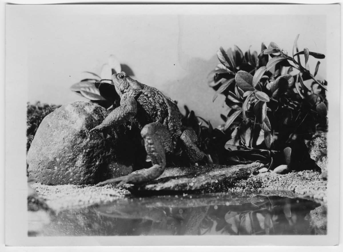 '1 vanlig padda. ::  :: Ingår i serie med fotonr. 7015:1-91 med bilder av reptiler från Otto Cyréns samling.'