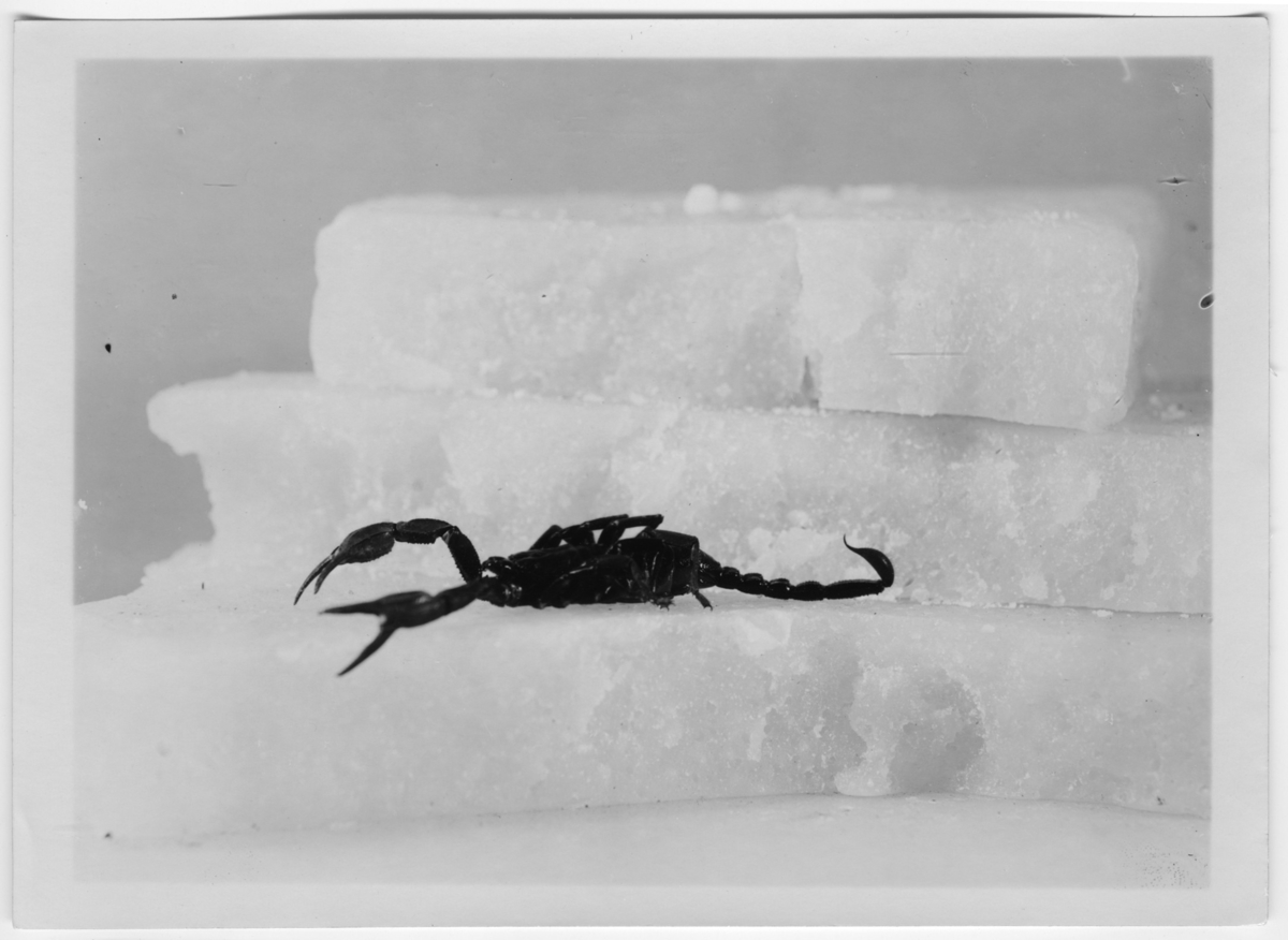 '1 skorpion. ::  :: Ingår i serie med fotonr. 7015:1-91 med bilder av reptiler från Otto Cyréns samling.'