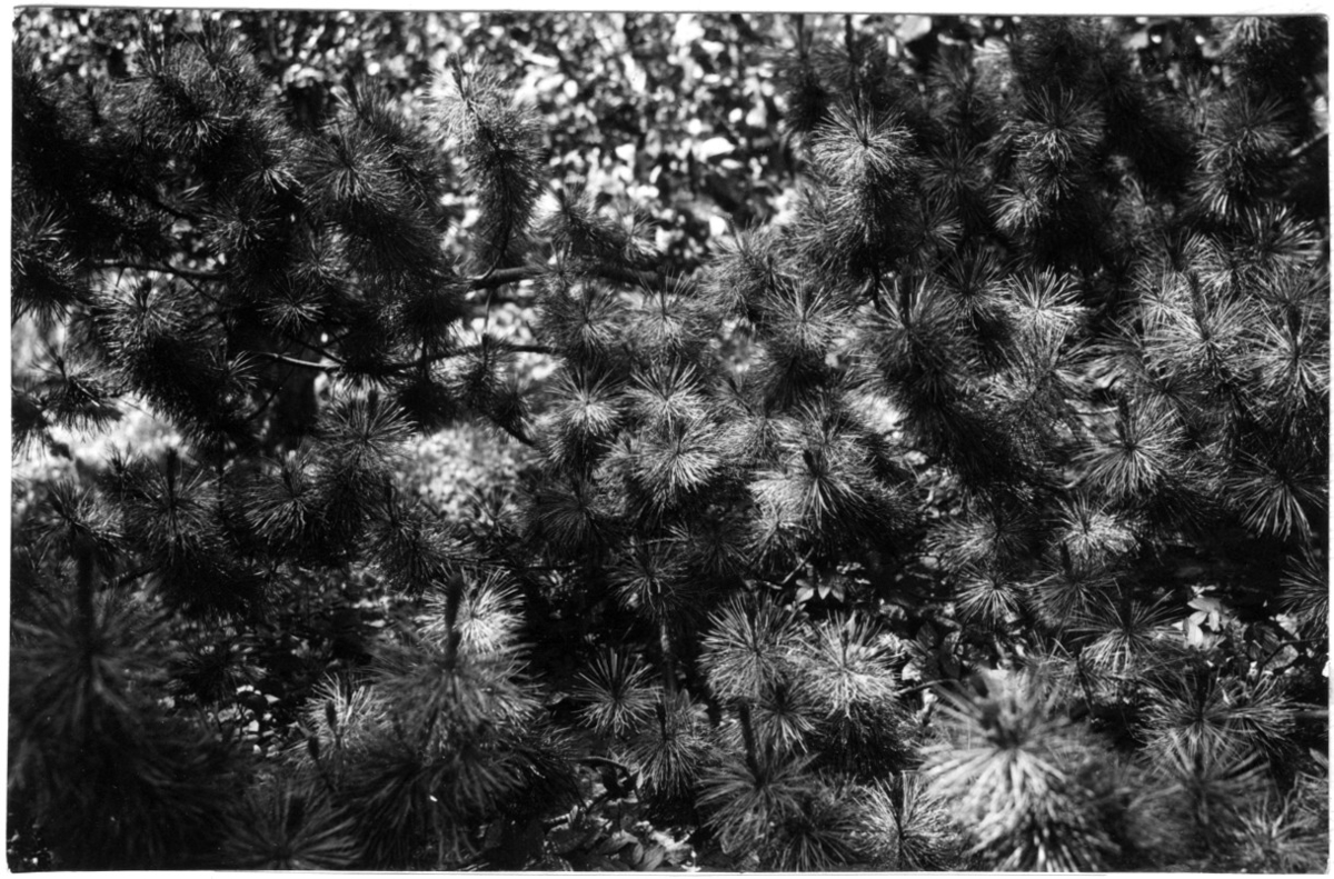 'Bildtext: ''Pinus pumila, 22 år, krypande. Nordamerika'' Närbild på grenar hos Pinus pumila. ::  :: Fotonr. 7046:186-212 indelade som ''Utländska träd'' i Göteborgs län och Bohus län''. Ingår i serie med fotonr. 7046:1-383, 7047:1-33 och 7048:1-67 med bilder från  Länsjägmästare John Lindners bildarkiv.'