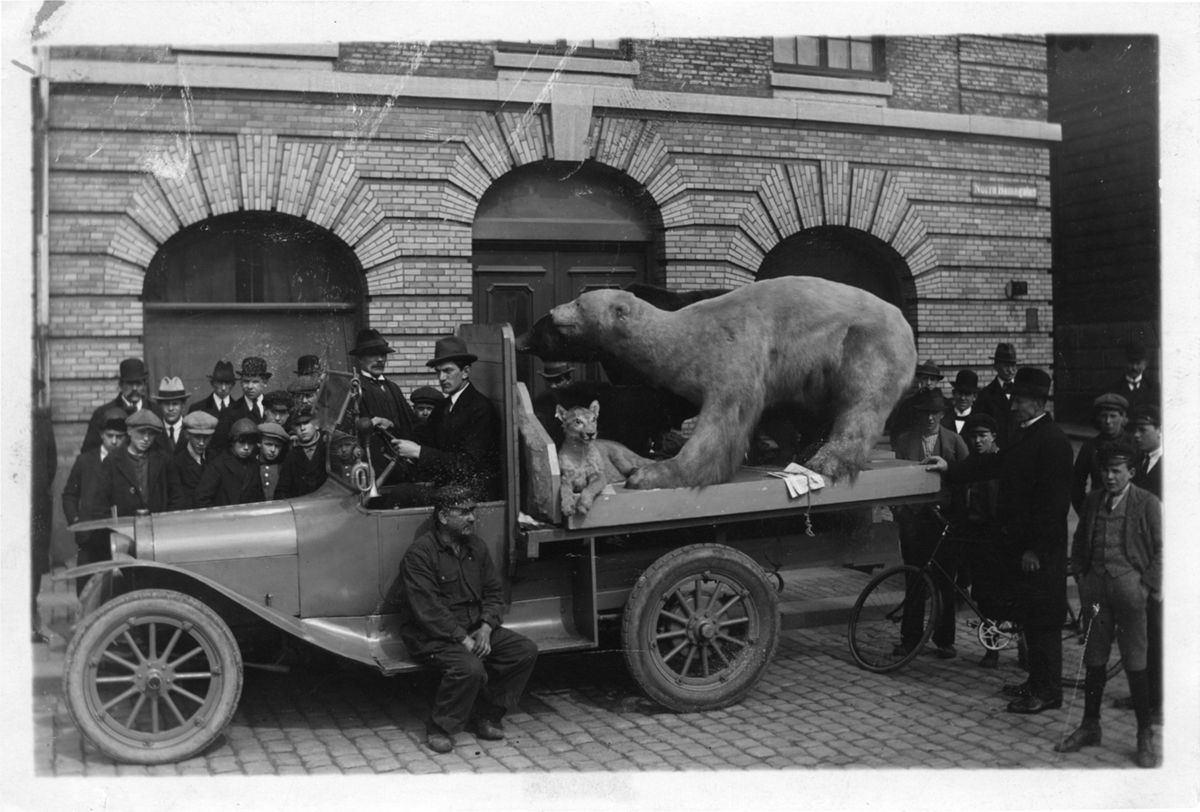 'Zoologiska avdelningens flytt: ::  :: Isbjörnen under flyttning. Isbjörnen stående på ett lastbilsflak till liten lastbil. Kring bilen folksamling, barn, vuxna. I man med cykel. ::  :: Se fotonr. 755-756.'