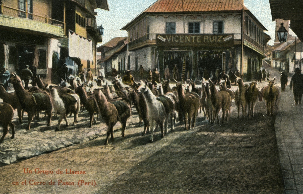 'Flock lamadjur på gator i stad.Text på vykortet: ''Un grupo de Llamas en el Cerro de Pasco.'''