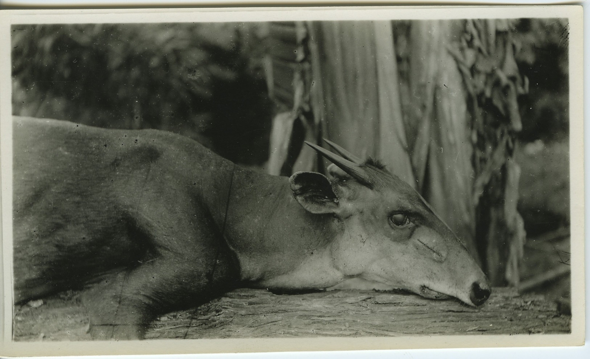 'Isoko-Bende antilop, hane. Sedd liggande, från sidan. Huvud och framkropp. ::  :: Serie fotonr 983-996'