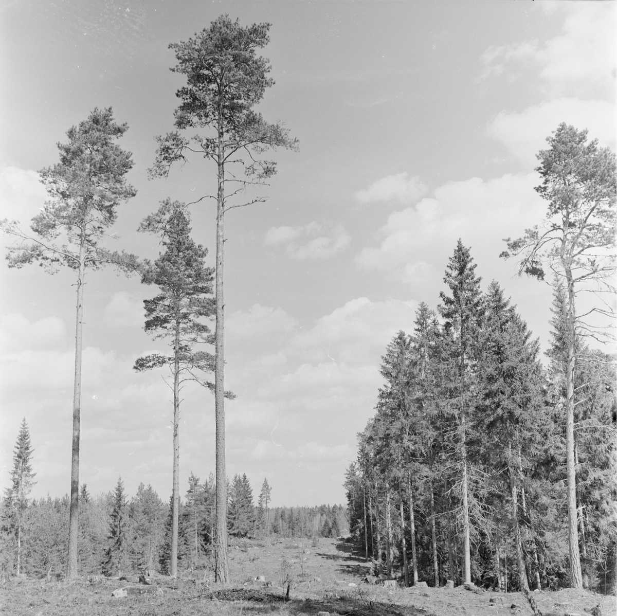 Plantering, Uppland 1958