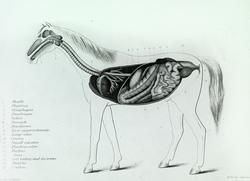 Skjematisk tegning av hestens fordøyelsesorganer