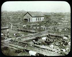 De forente slakterier, Chicago