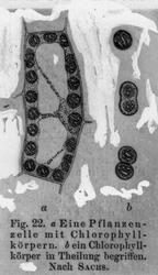 Plantecelle med klorofyllegemer