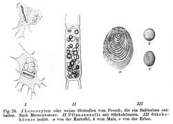 Hvite blodceller fra frosk