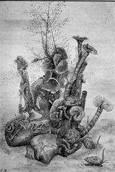 Prof. Bonnevie (30 + 1 feil)