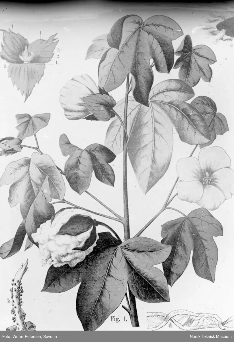 Botanisk tegning av en bomullsplante