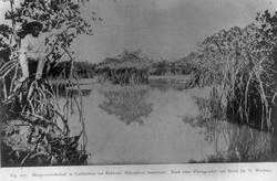 Plantegeografie. Hanna Resvoll-Holmsen 23/3 22.