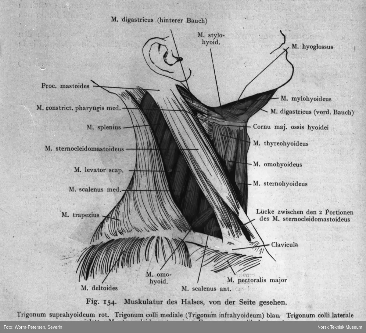 Anatomisk snitt av halsen - Norsk Teknisk Museum / DigitaltMuseum