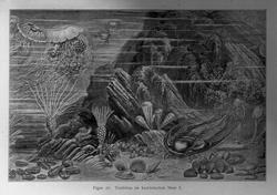 Dr. O. Holtedahl.  Febr. 1916