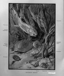 Dr. O. Holtedahl.  Febr. 1916