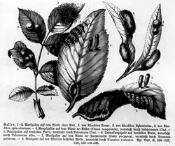 Plantens ernæring o.a. botan.