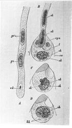 Plantens ernæring o.a. botan.