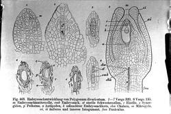 Plantens ernæring o.a. botan.