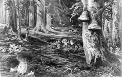 Skovparti med soparter