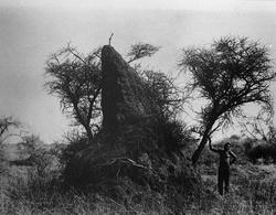 Mammutmaurtue, Sør-Afrika