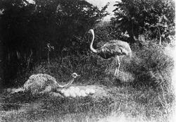 Struts med egg, Sør-Afrika