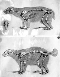 Skjelett, bjørn (?)