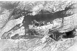 Hagenbeck’s dyrehave i Hamburg, tigere