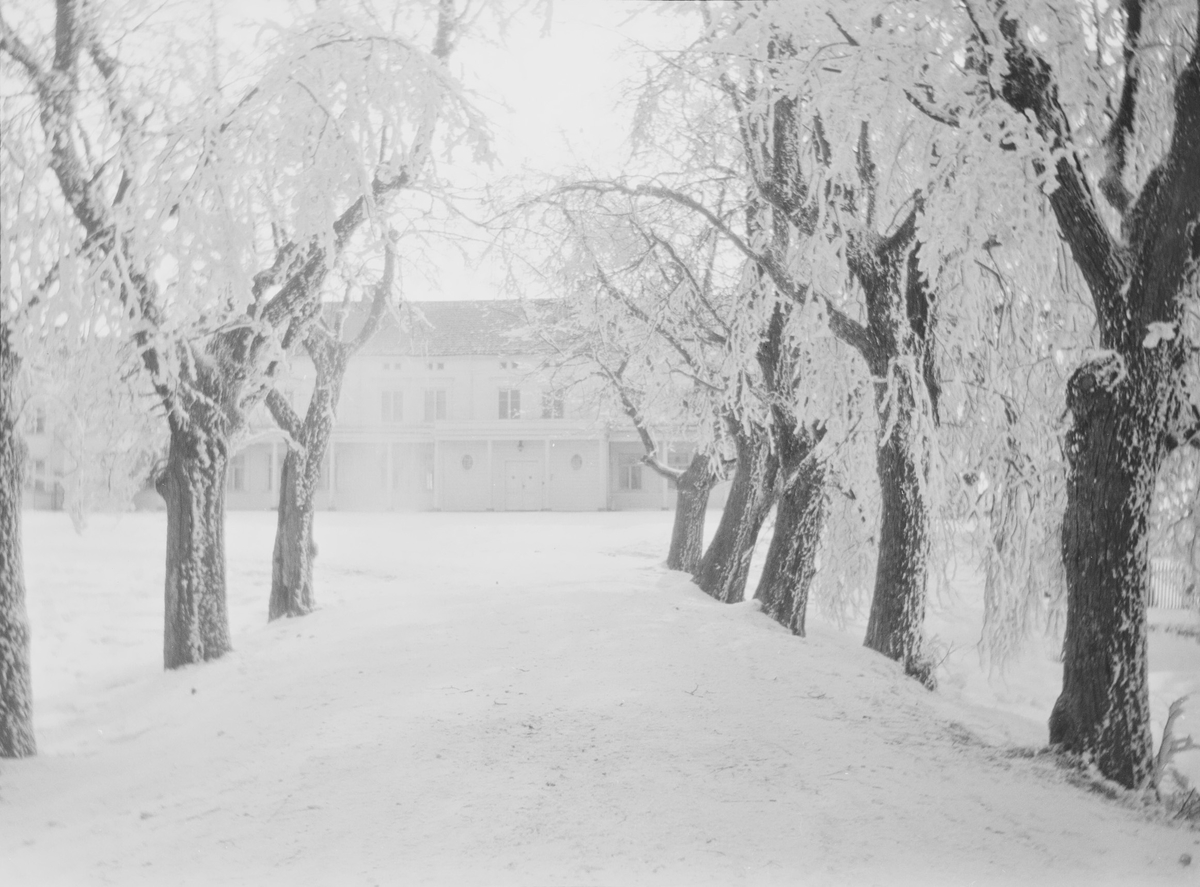 Lindeallén om vinteren. Veien opp mot huset med lindetrær på begge sider er dekket av frostrim.