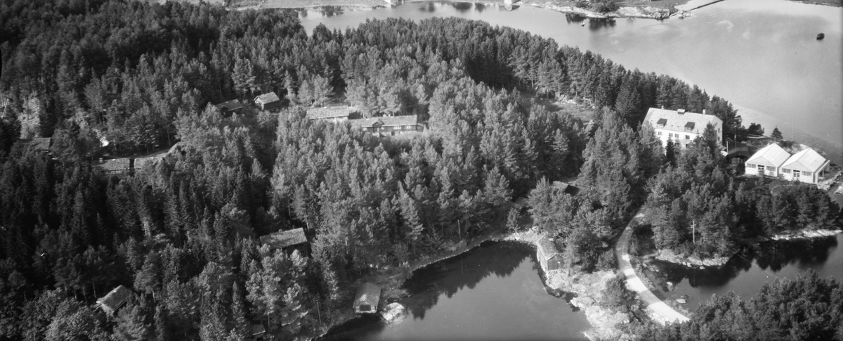 Flyfoto av museumsområdet ved Sunnmøre Museum fra 1954.