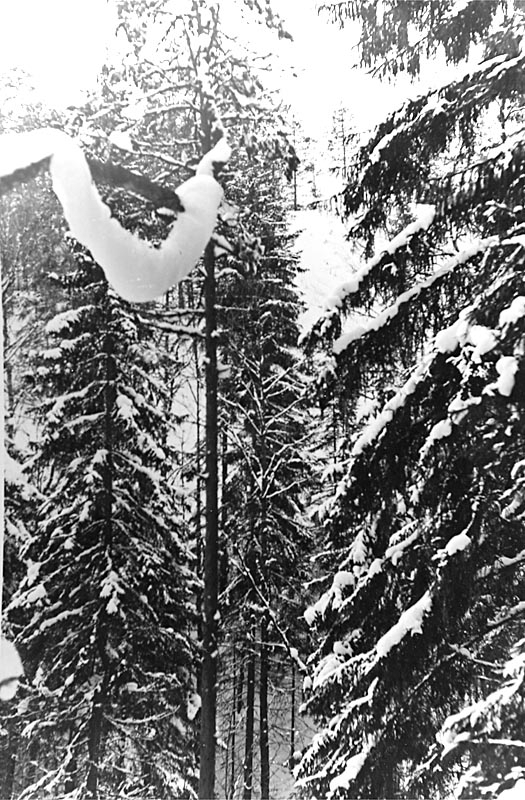 Skogsparti nära Stenkälla. Snögirland.
Vinterbild.
Mars 1945.