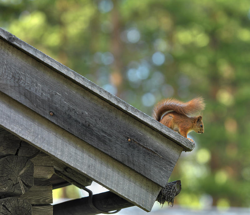 Bildet viser et ekorn som sitter på taket av ei koie. Det er sommer.