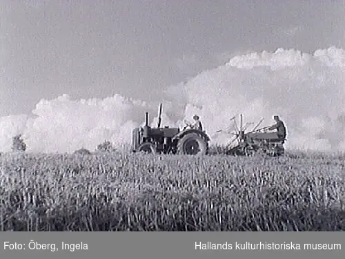 Skörd. Rune kör traktorn, modell Volvo T-43. På bild 2 och 3 kör Ingela Öberg