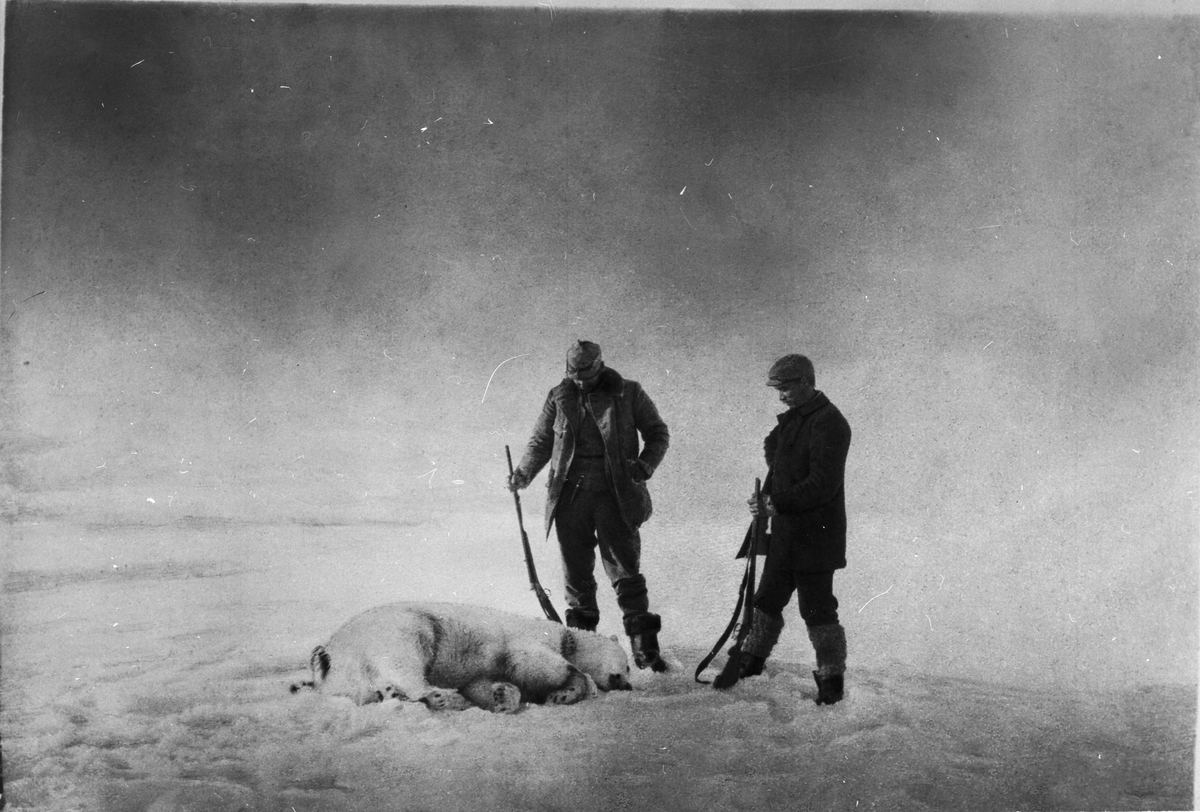 Ett välkommet byte (isbjörn). Till vänster Fraenkel och till höger Strindberg. Framtagning av bilderna gjordes av docent John Hertzberg år 1930 på Fotografi, Tekniska Högskolan.