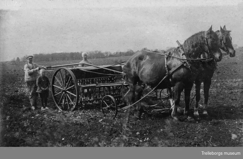 Moster Marta hjälper till på en lantgård i Särsvik som ligger i närheten av Askeröd.Början av 1920-talet.Här är det husbonden och hans son som sår säd med radsåmaskin och med två hästar.Marta assisterar.