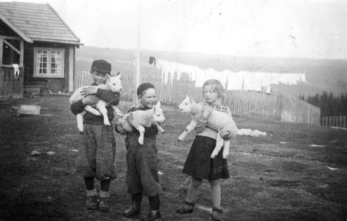Tre ungar med kvart sitt lam på stølen