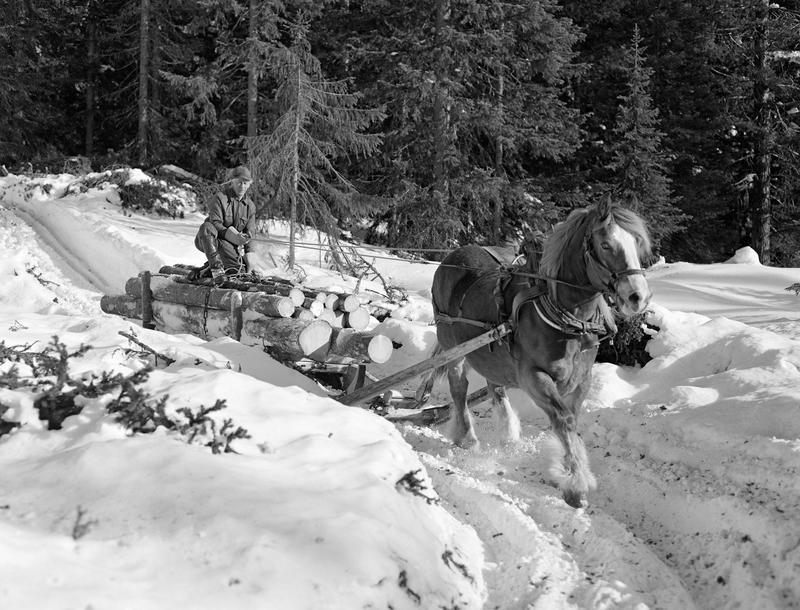 Frakt av tømmer med hest