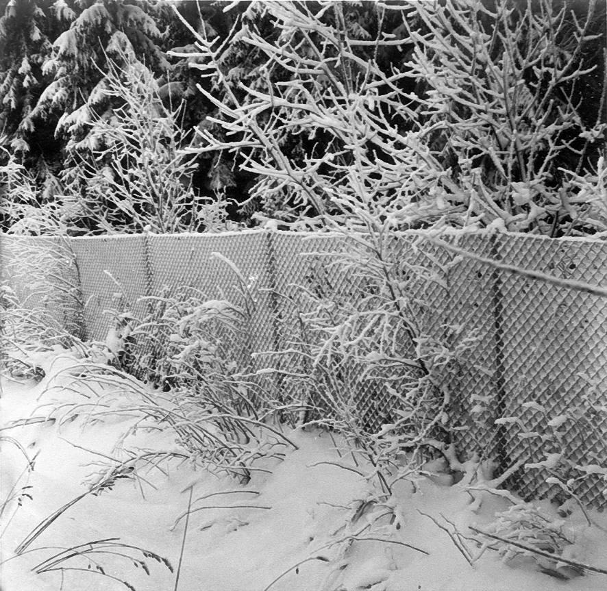 Närbild av staket i skog med snö.