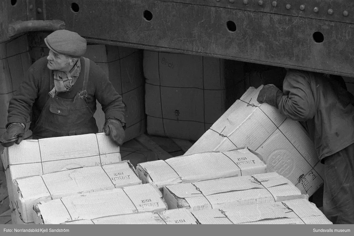 Stuveriarbetare lastar pappersbalar vid Vifsta-Östrands kaj.