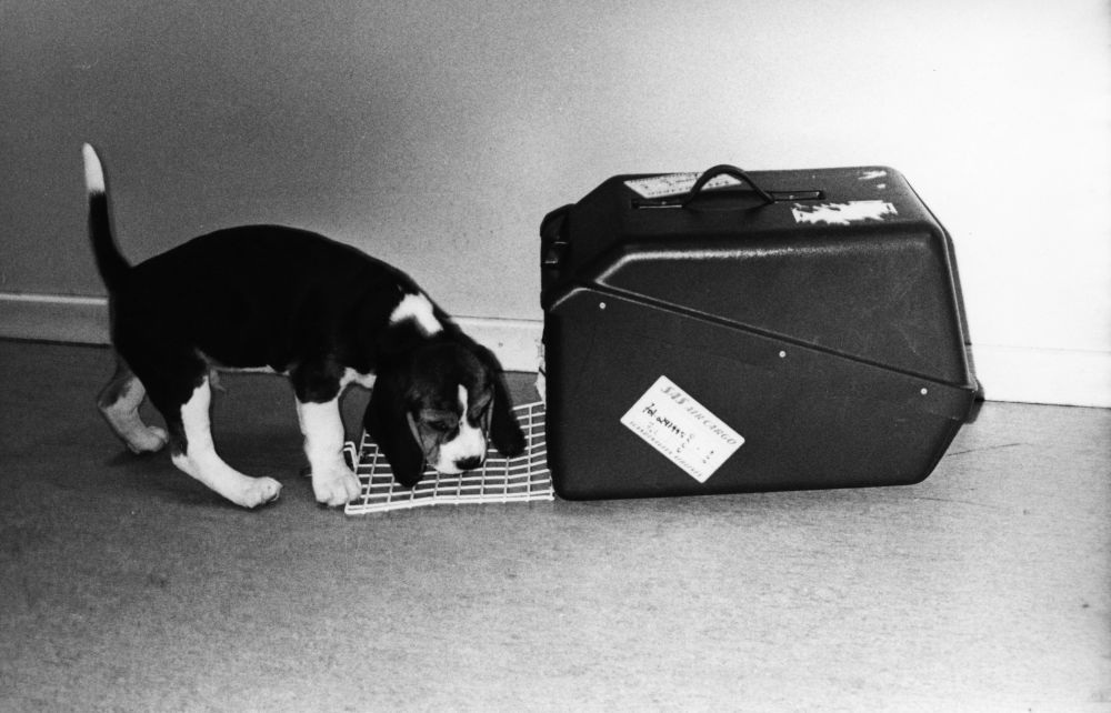 Lufthavn/Flyplass. En hundehvalp gjør seg klar til å entre sitt lille oppholdssted i flyet før avreise.