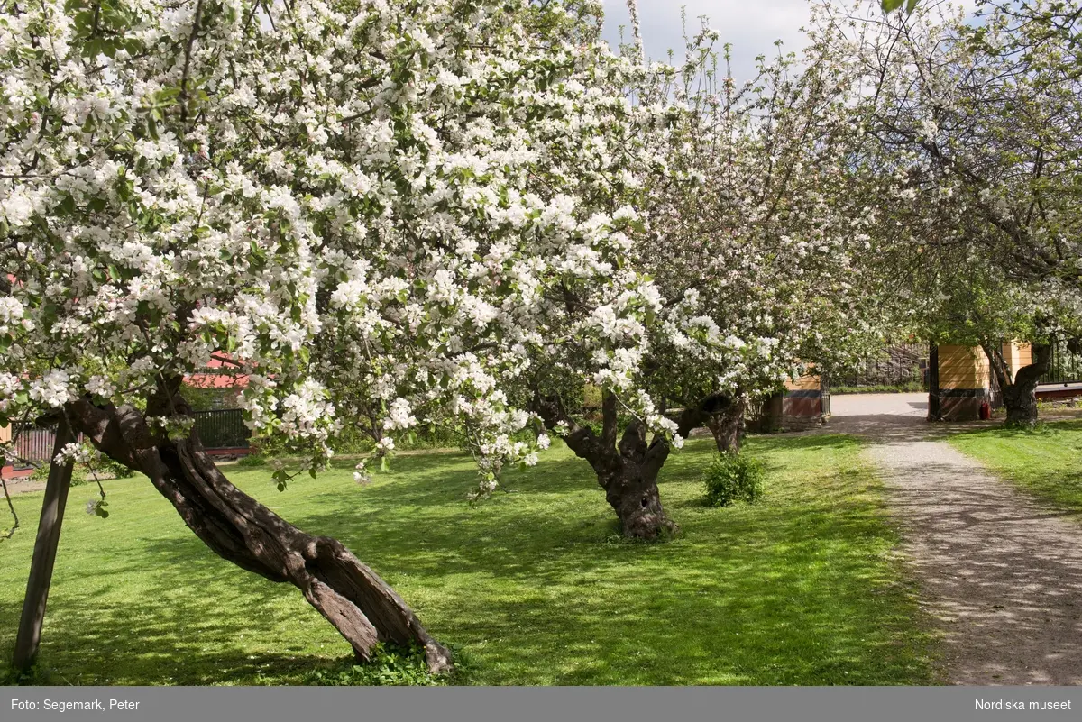 Svindersvik exteriöra bilder. Huset äppelträd, samt trädgårdsmästaren från Tyresö Antoine Berthelin.